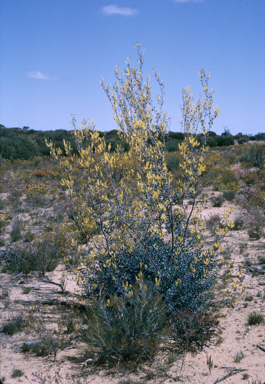 APII jpeg image of Grevillea integrifolia  © contact APII