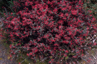 APII jpeg image of Grevillea lavandulacea  © contact APII