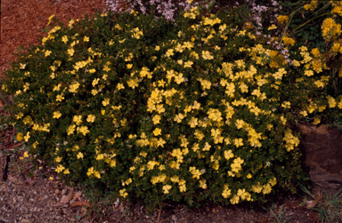 APII jpeg image of Hibbertia obtusifolia  © contact APII