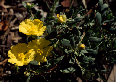 APII jpeg image of Hibbertia  © contact APII