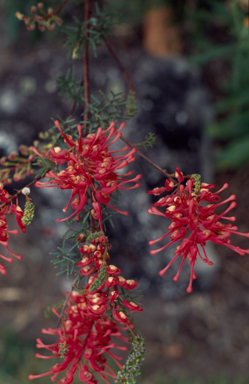 APII jpeg image of Grevillea  © contact APII