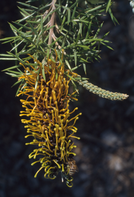 APII jpeg image of Grevillea spinosa  © contact APII