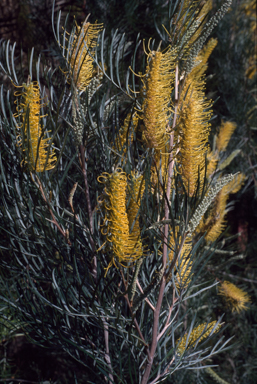 APII jpeg image of Grevillea 'Sandra Gordon'  © contact APII