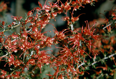 APII jpeg image of Grevillea lavandulacea  © contact APII