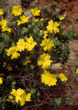 APII jpeg image of Hibbertia sericea  © contact APII