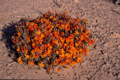 APII jpeg image of Lechenaultia formosa  © contact APII