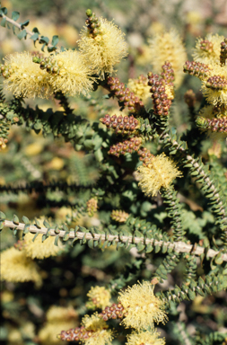 APII jpeg image of Melaleuca densa  © contact APII