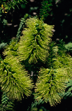 APII jpeg image of Melaleuca diosmifolia  © contact APII