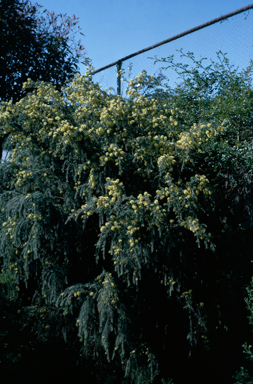 APII jpeg image of Melaleuca incana  © contact APII