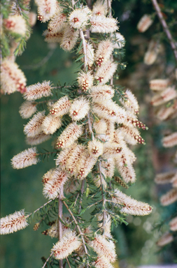 APII jpeg image of Melaleuca incana  © contact APII