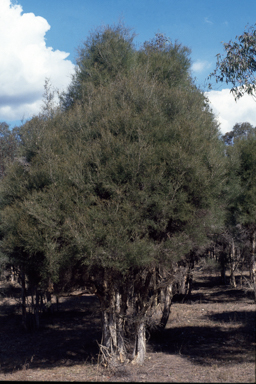 APII jpeg image of Melaleuca irbyana  © contact APII