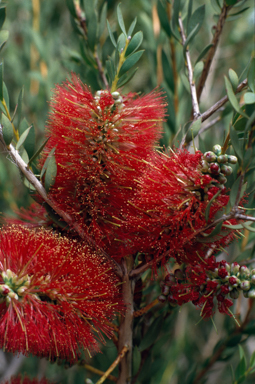 APII jpeg image of Melaleuca macronychia  © contact APII