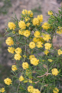 APII jpeg image of Melaleuca pungens  © contact APII