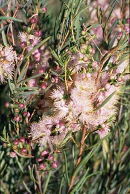 APII jpeg image of Melaleuca radula  © contact APII