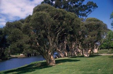 APII jpeg image of Melaleuca rhaphiophylla  © contact APII