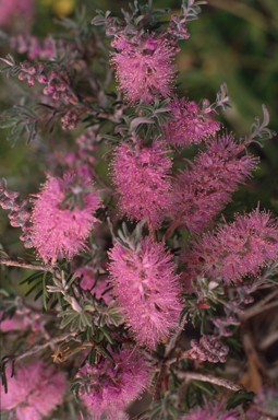 APII jpeg image of Melaleuca subfalcata  © contact APII