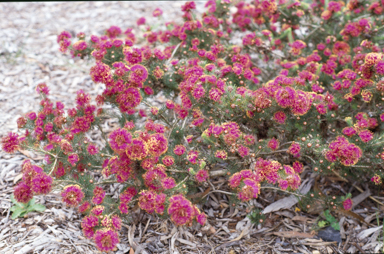 APII jpeg image of Melaleuca trichophylla  © contact APII