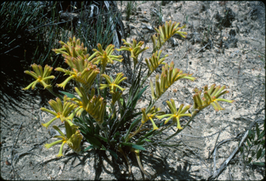 APII jpeg image of Anigozanthos humilis  © contact APII