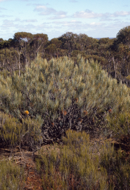 APII jpeg image of Banksia sphaerocarpa var. dolichostyla  © contact APII