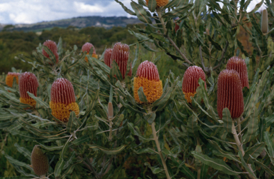 APII jpeg image of Banksia menziesii  © contact APII