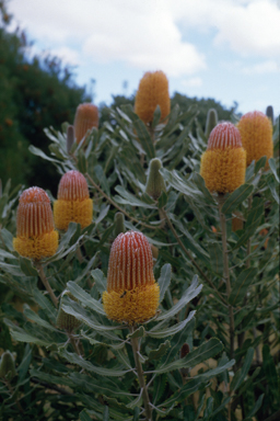 APII jpeg image of Banksia menziesii  © contact APII