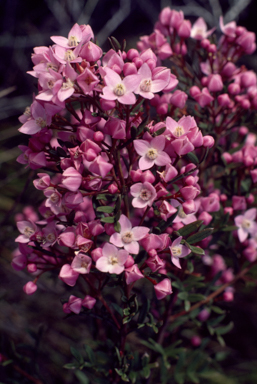 APII jpeg image of Boronia pinnata  © contact APII