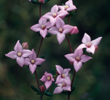 APII jpeg image of Boronia edwardsii  © contact APII