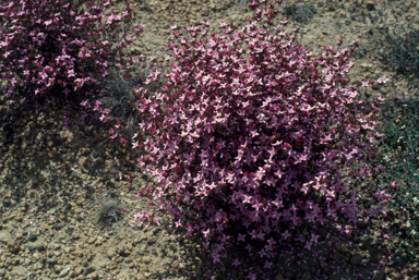 APII jpeg image of Boronia edwardsii  © contact APII