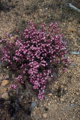 APII jpeg image of Boronia fastigiata  © contact APII