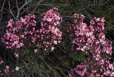 APII jpeg image of Boronia pinnata  © contact APII