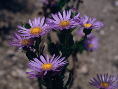 APII jpeg image of Olearia rudis var. rudis  © contact APII