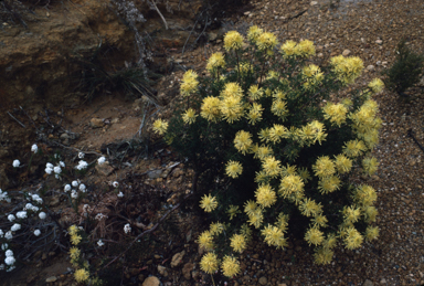 APII jpeg image of Petrophile divaricata  © contact APII