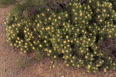 APII jpeg image of Petrophile multisecta  © contact APII