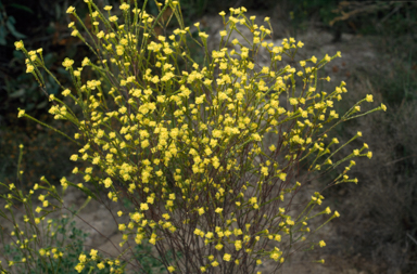 APII jpeg image of Pimelea flava subsp. flava  © contact APII