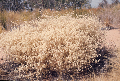 APII jpeg image of Ptilotus obovatus  © contact APII