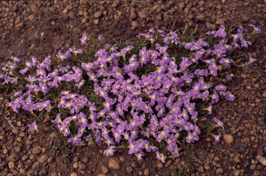 APII jpeg image of Scaevola aemula  © contact APII