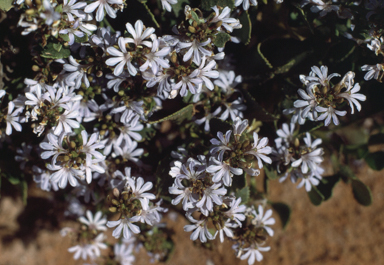 APII jpeg image of Scaevola crassifolia  © contact APII