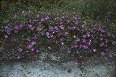 APII jpeg image of Scaevola striata  © contact APII