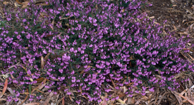 APII jpeg image of Prostanthera denticulata  © contact APII