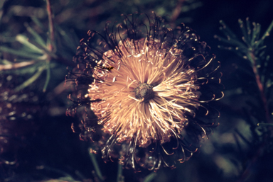 APII jpeg image of Banksia spinulosa  © contact APII