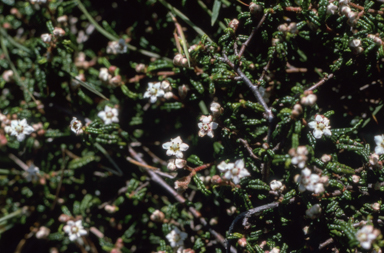 APII jpeg image of Commersonia hermanniifolia  © contact APII