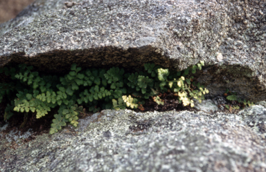 APII jpeg image of Asplenium subglandulosum  © contact APII