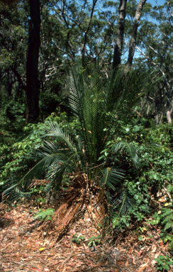 APII jpeg image of Macrozamia communis  © contact APII