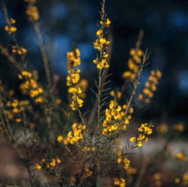 APII jpeg image of Pultenaea sp.  © contact APII