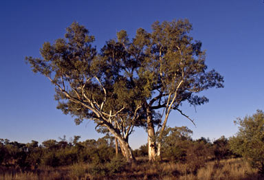 APII jpeg image of Eucalyptus camaldulensis subsp. arida  © contact APII