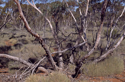 APII jpeg image of Eucalyptus sp. Great Victoria Desert (D.Nicolle & M.French DN 3877)  © contact APII