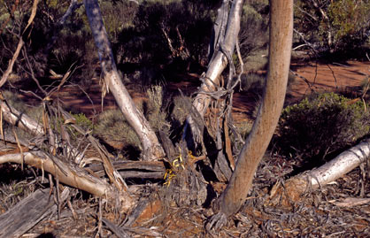 APII jpeg image of Eucalyptus cylindrocarpa  © contact APII