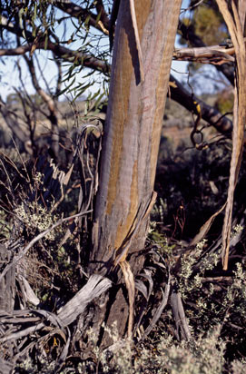 APII jpeg image of Eucalyptus cylindrocarpa  © contact APII