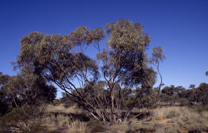 APII jpeg image of Eucalyptus ebbanoensis subsp. glauciramula  © contact APII