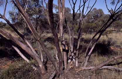 APII jpeg image of Eucalyptus ebbanoensis subsp. glauciramula  © contact APII